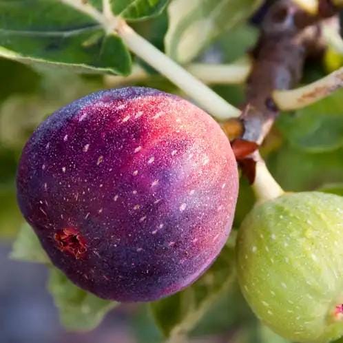 FIG TREE SCENT