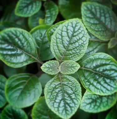 GARDEN MINT SCENT
