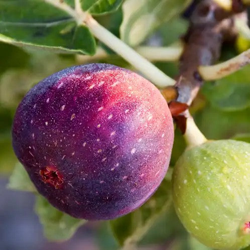 fig tree home fragrance